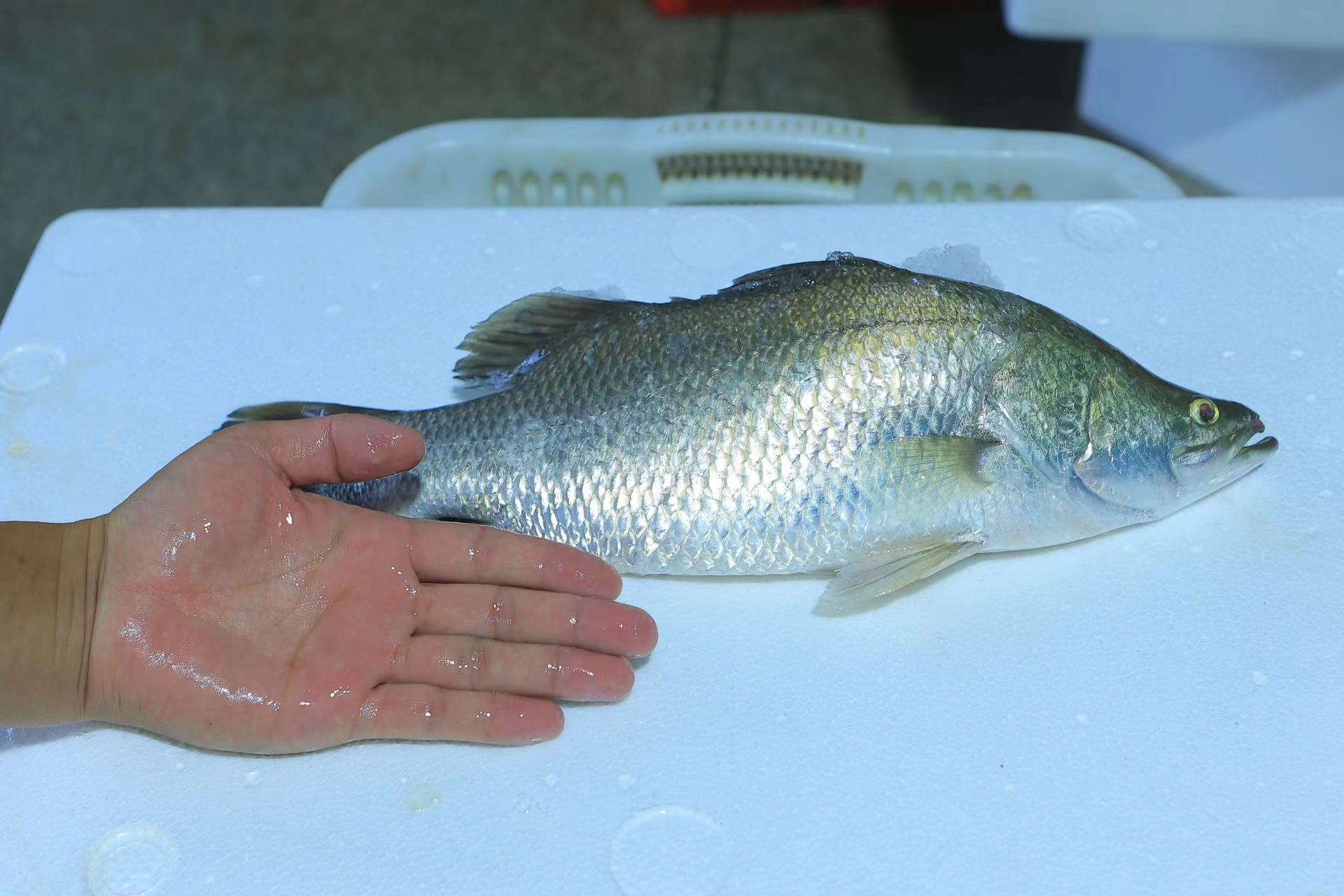 探索盲曹鱼（金目鲈）产业的前沿技术与工艺