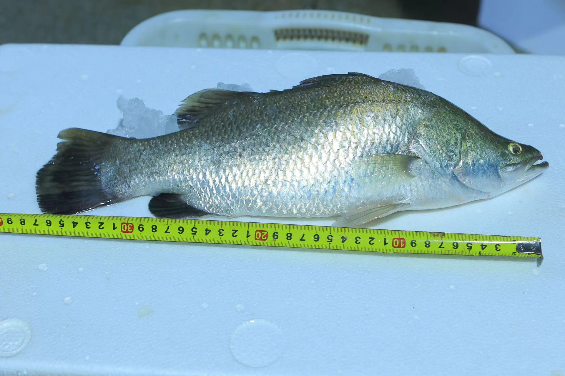 供应金目鲈 1-1.5公斤 人工养殖 金目鲈 1-1.5公斤 人工养殖